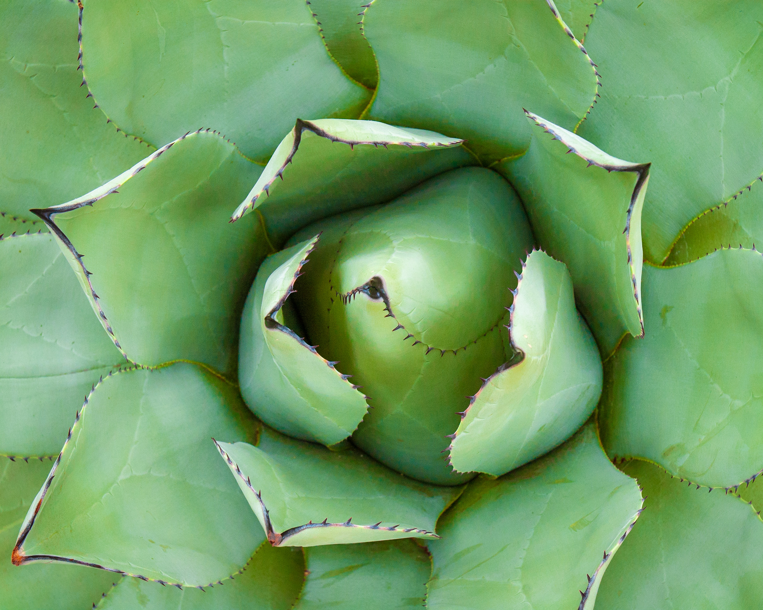 Agave Parrasana at the Krohn Conservatory